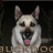 Buckdog
