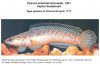 Snakehead_1251_91a.jpg