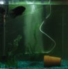 fishtank 015.jpg