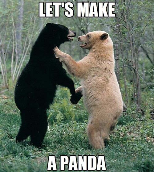 bears-making-a-panda.jpg