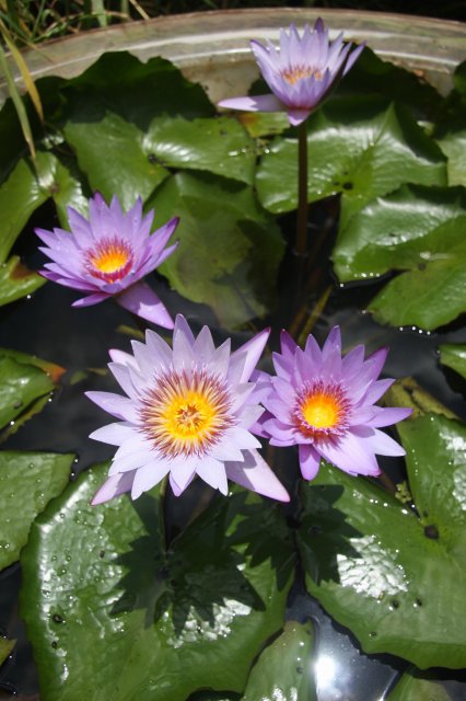 Panama Pacific water lily.jpg