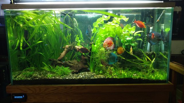 Planted discus tank | MonsterFishKeepers.com