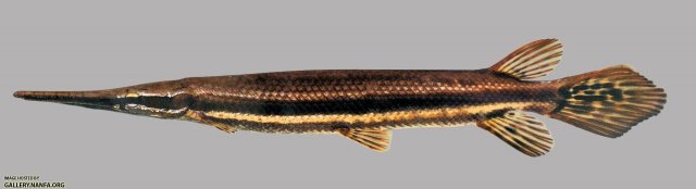 Lepisosteus platyrhincus florida gar 2000.jpg