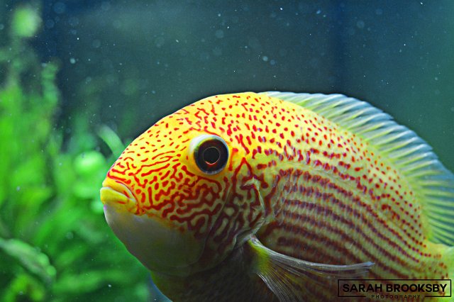 Severum smaller.jpg