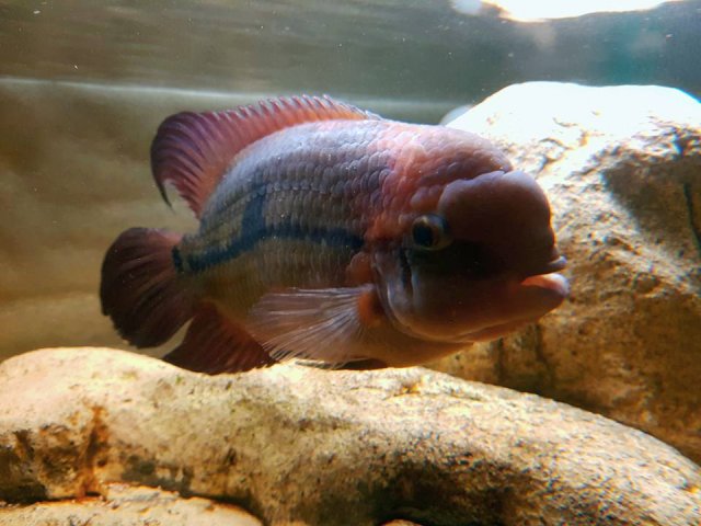 chocolate cichlid