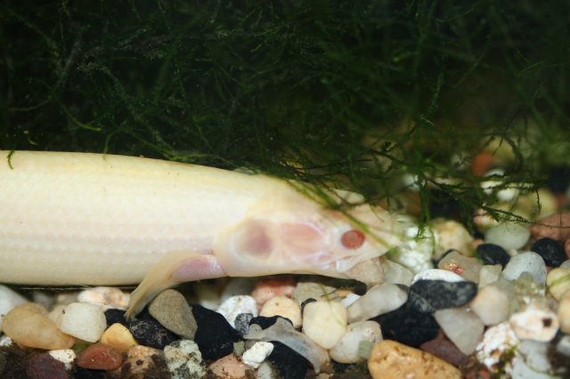 bichir rocks.jpg