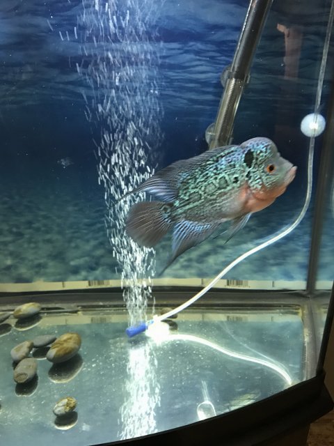 What Kind Of Flowerhorn Is This And Is The Fish Male Or Female Monsterfishkeepers Com