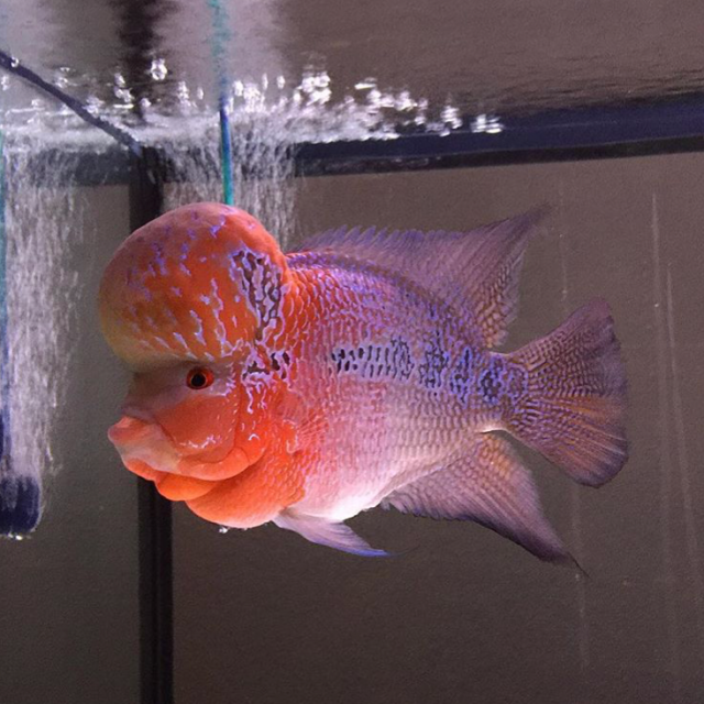 zhen zhou flowerhorn