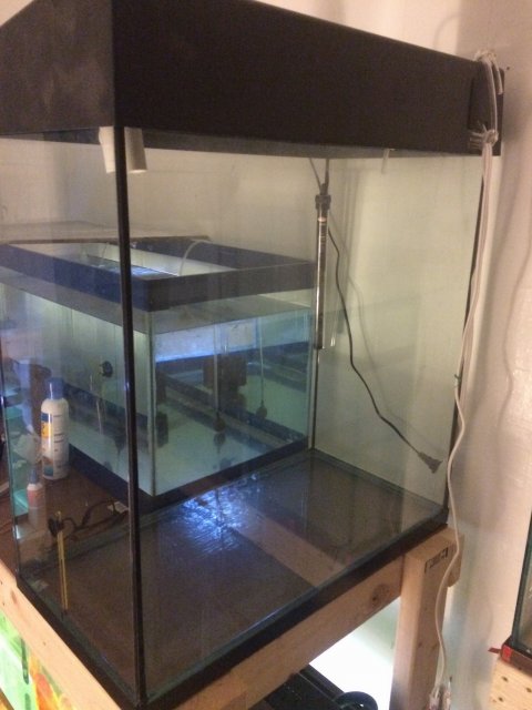 Eclipse fish outlet tank