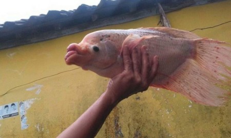 ikan-bibir-monyong-450x270.jpg