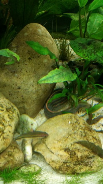 Eel Pic 3.jpg