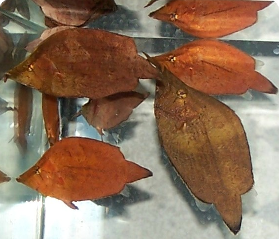 south american leaf fish
