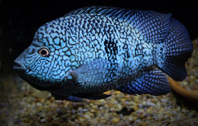 escondido cichlid