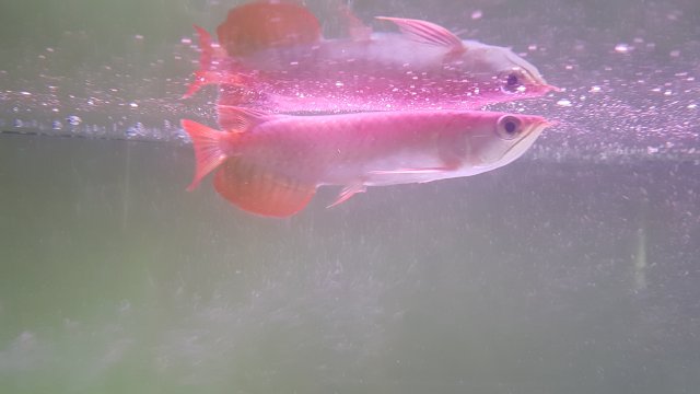 second red arowana