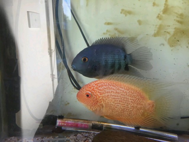 blue severum