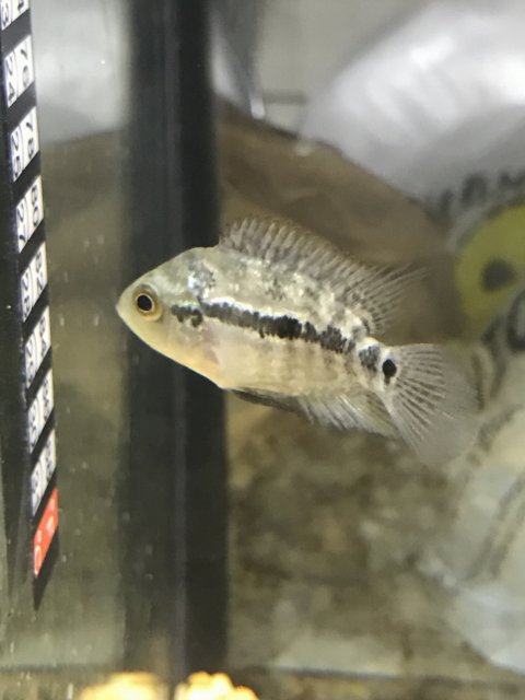 Flowerhorn fish 2024 baby price