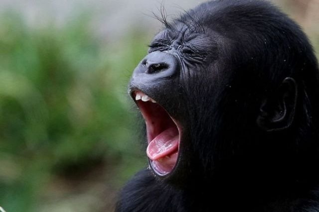 Monkey Yawning Pictures.jpg