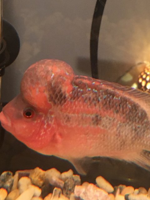 flowerhorn sick