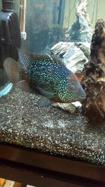 texas cichlid.jpg