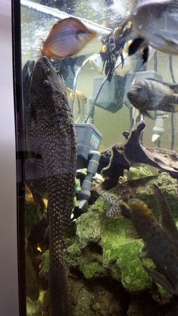 HighFin Spotted Pleco 01.jpg