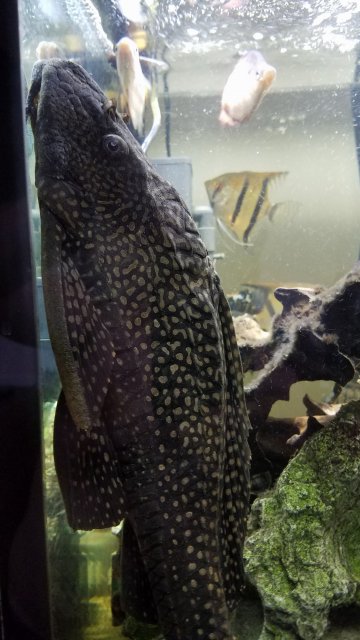 HighFin Spotted Pleco 02.jpg