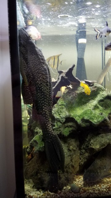 HighFin Spotted Pleco 03.jpg