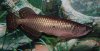 arowana3.jpg