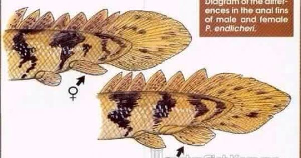 Bichir - The Dinosaur or Dragon Fish