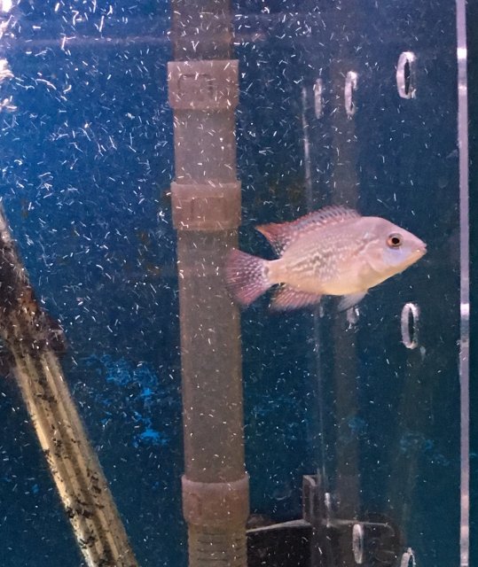 Red texas 2024 cichlid petsmart