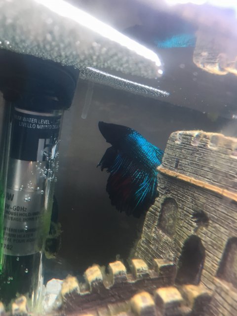 Petsmart store fin rot