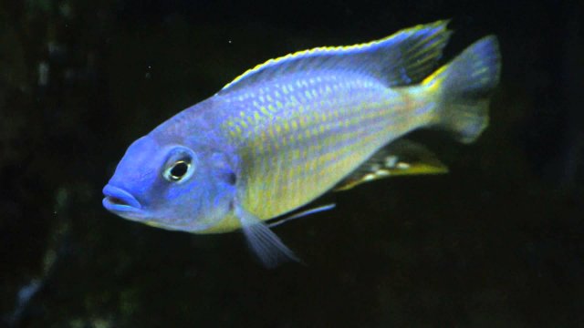 Nyassachromis.jpg