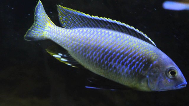 Nyassachromis microcephalus.jpg