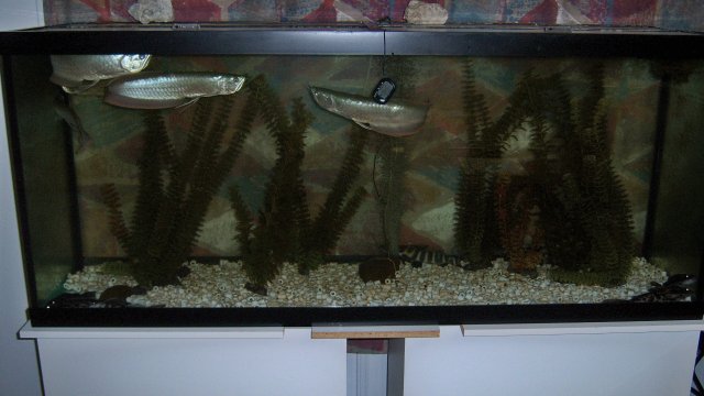 Group 120 gal Nov 2012 1.JPG