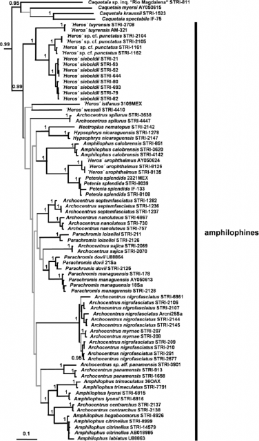 Fig-2-Bayesian-phylogeny-of-heroine-cichlids-showing-relationships-among-lineages-of.png