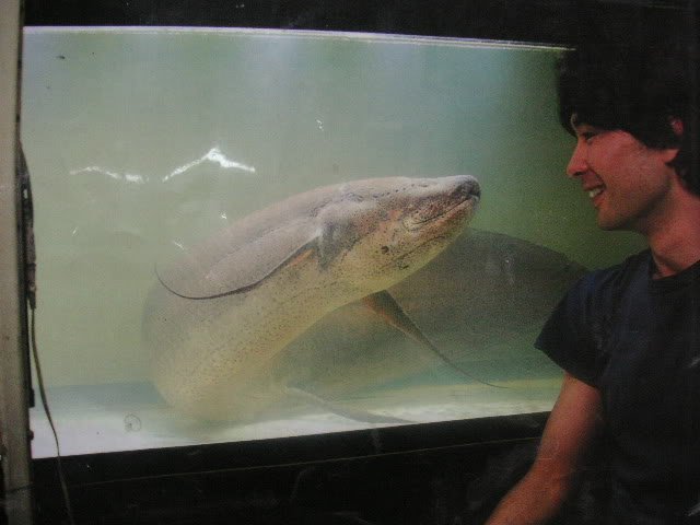 Big_marbled_lungfish.jpg