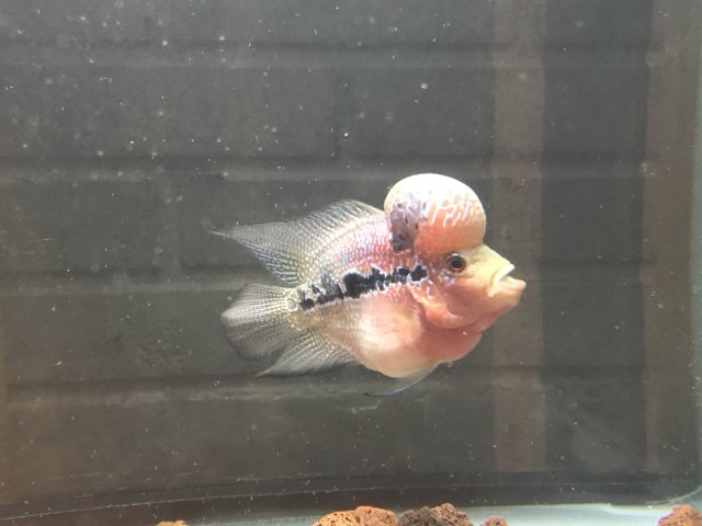 flowerhorn for sale petco