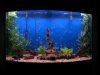 Fish Tank with New fish 034.JPG