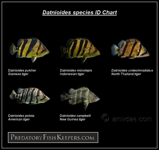 PFKDatnioidesIDchart.jpg