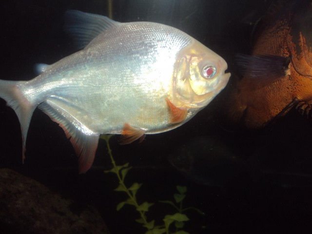 my albino pacu.jpg