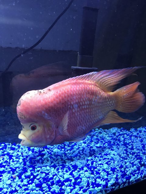 fader flowerhorn fish