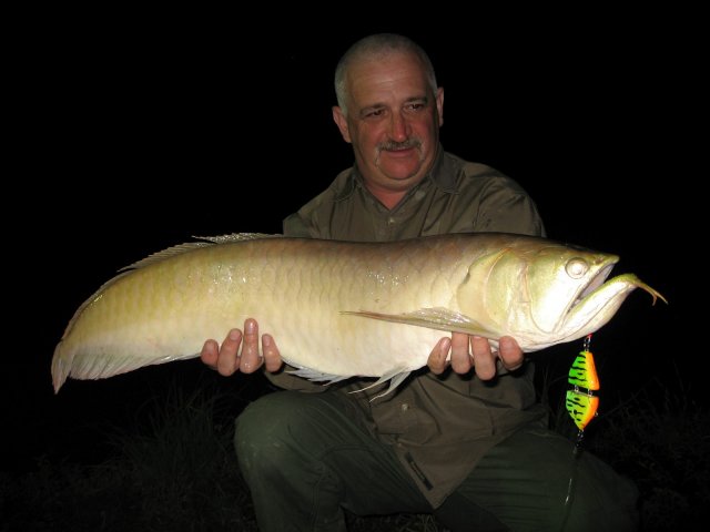 silver arowana full grown