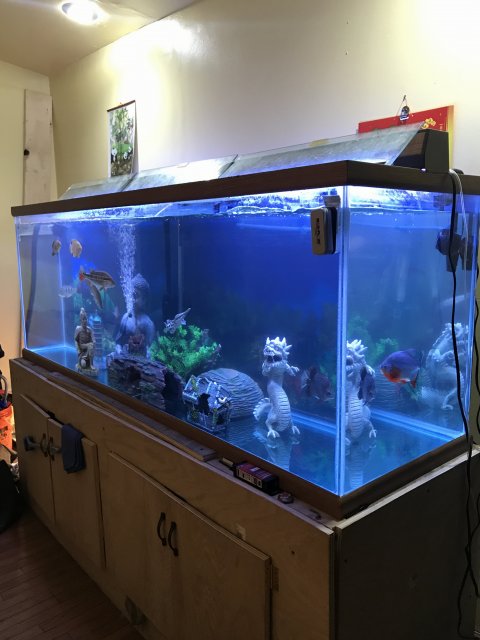 FS | 265 gallon glass aquarium with overflows & black stand | $1500 ...