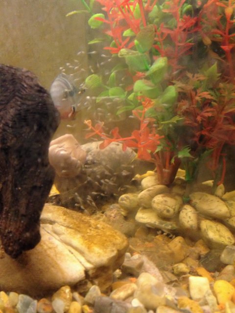 Firemouth And Texas Cichlids Had Babies Monsterfishkeepers Com