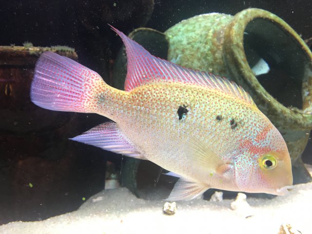 regani cichlid