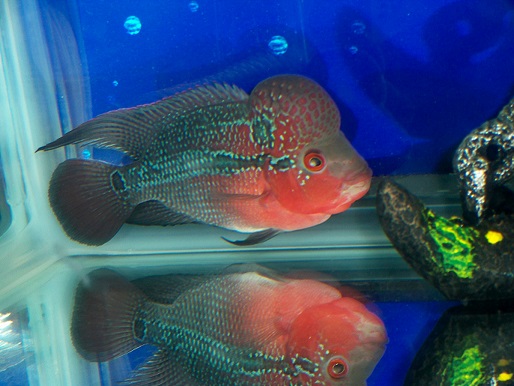 aaa flowerhorn