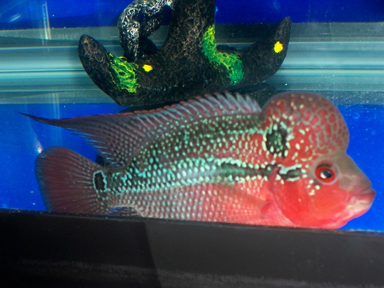 aaa flowerhorn