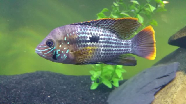 Sexing juvenile green terrors | MonsterFishKeepers.com