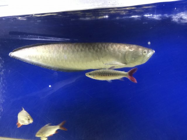 oldest arowana