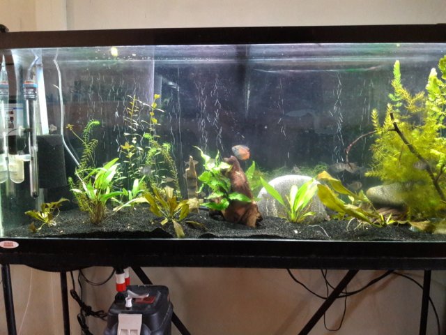 Sept-2017-Aquarium-front-auto-setting.jpg