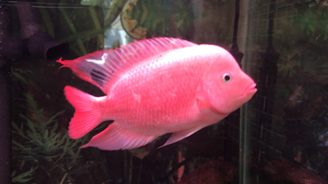 super red monkey flowerhorn female